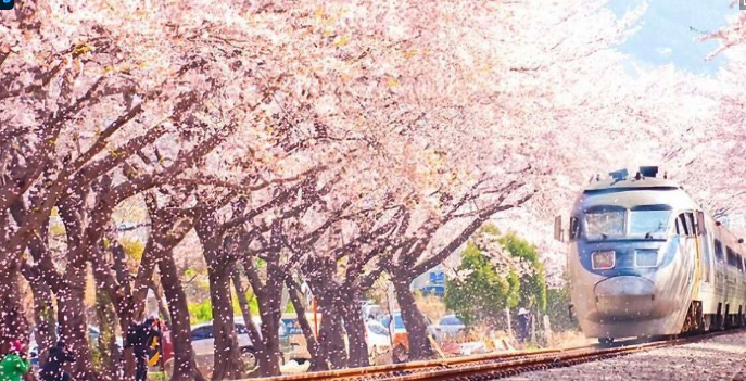 진해군항제 셔틀버스 노선 카카오T 이용법 안내