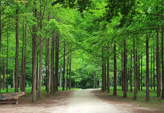 남이섬 주차요금 2026 카카오T 할인 4000원 제1~4주차장 위치 총정리
