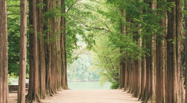 남이섬 입장료 일반 19000원 우대 16000원 특별우대 13000원 왕복 선박 포함